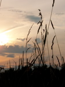 Pickerel Creek Wildlife Area