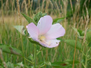 Pickerel Creek Wildlife Area