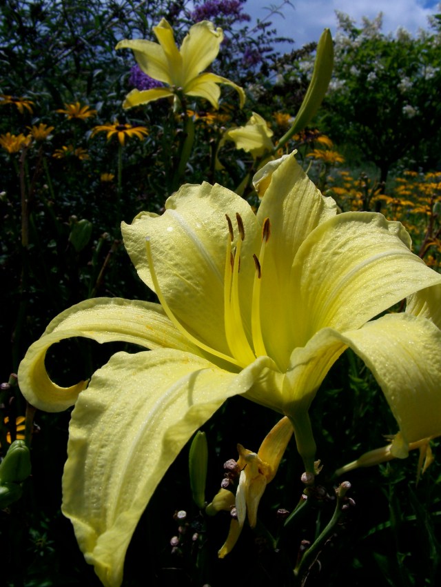 Lily in Huron