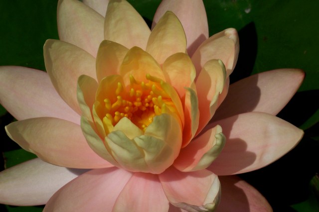 Water lily at Brooklyn Botanic Garden