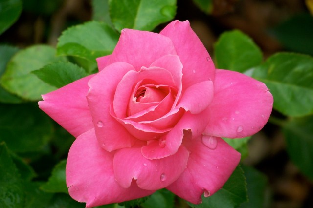Rose at New York Botanical Garden