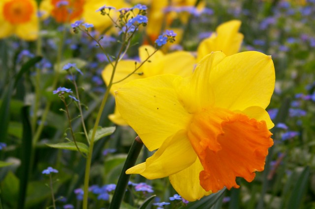 Narcissus at Keukenhof