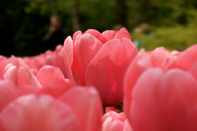 Tulips at Keukenhof