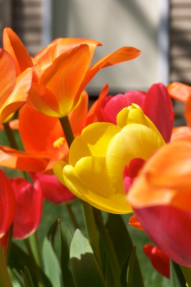 Tulips at home