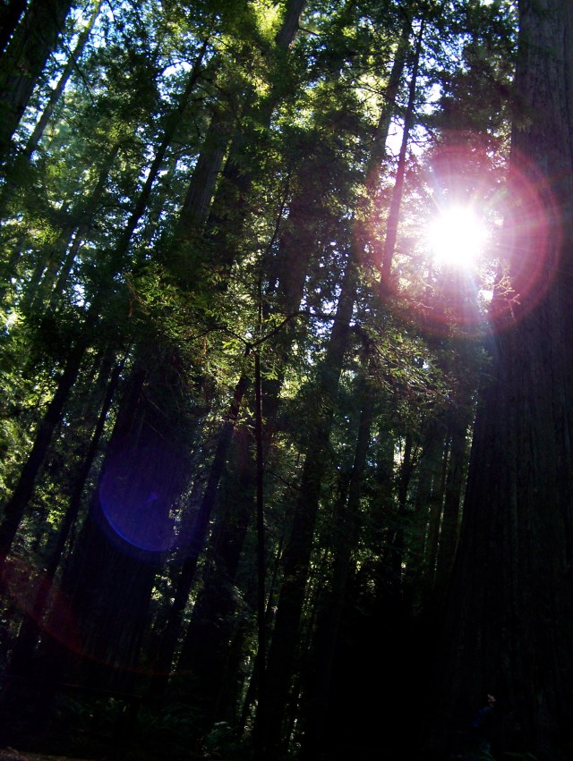 Redwoods