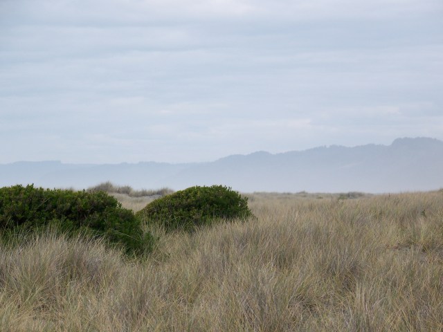 Gold Bluffs Beach