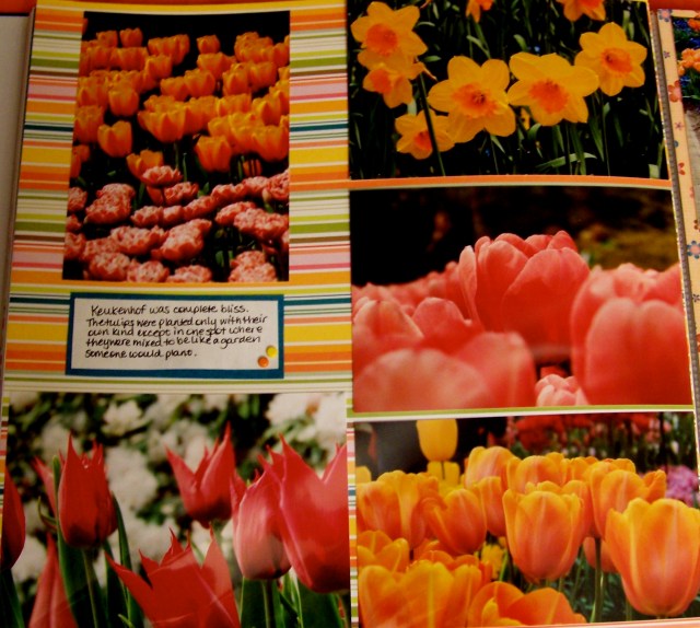 Keukenhof flowers