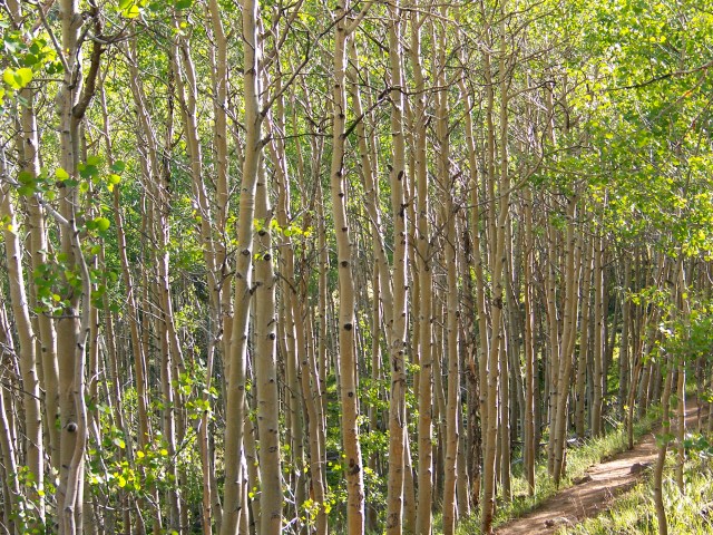 Aspen