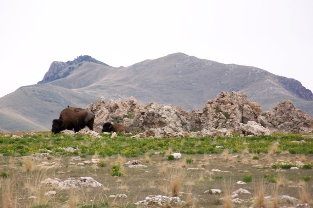 Bison at Antelope Island