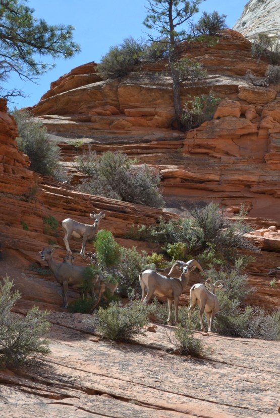 Bighorn sheep