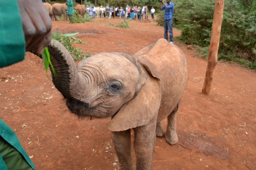 Ashaka, my first adopted elephant orphan