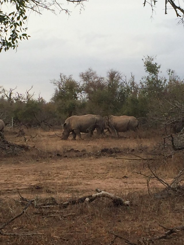 Rhinos at Hlane