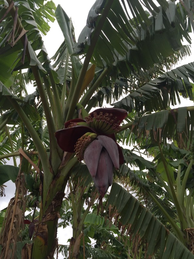 new born bananas